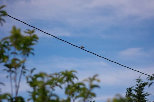 Distant view of a pidgeon resting on a wire.