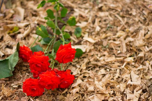 Bunch of red roses fallen on the ground.