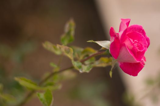 Close up view of a pink rose in the garden.