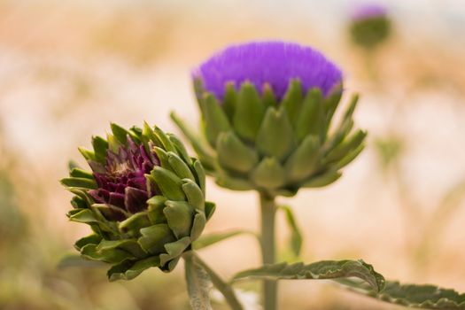 Close up view of an artichoke and an artichoke's flower.