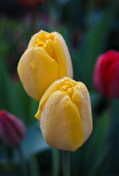 yellow tulips with dew drops