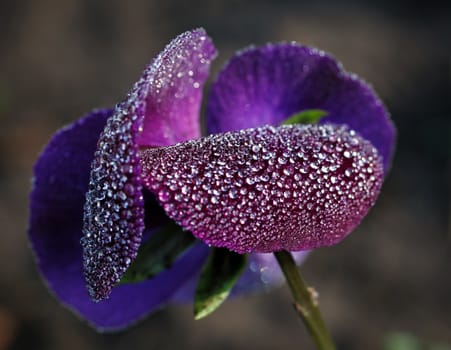 beautiful dark purple orchid in flower garden with dew drops