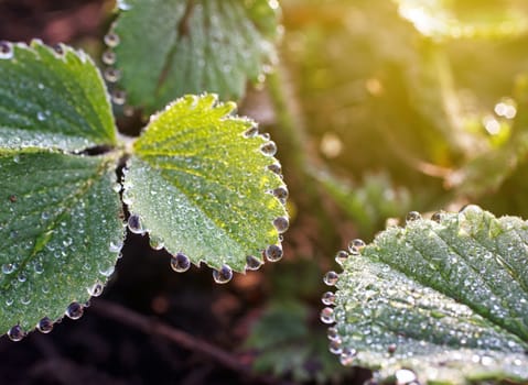 dew drops on green leaves
