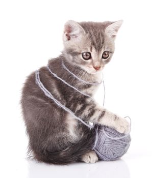 lovely gray kitten with gray ball sitting on white background