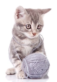 lovely gray kitten with gray ball sitting on white background