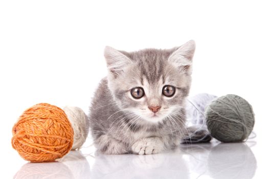 gray kitten with  balls on white background