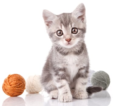 cute gray kitten with a balls on a white background