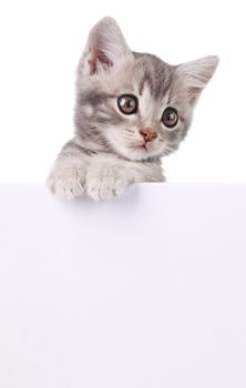 beautiful little emotional gray kitten with white board