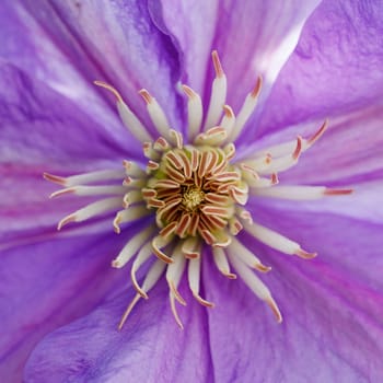 purple flower natural close up