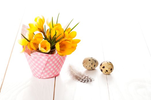 crocus flowers on white wooden background, spring decoration with quail eggs