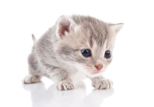 beautiful gray kitten on white background