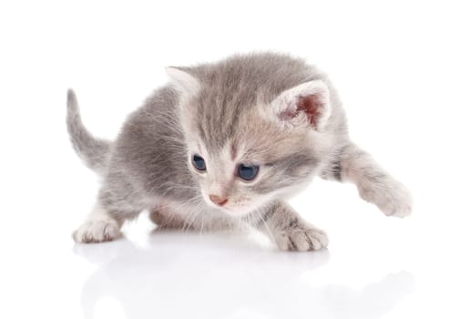 little gray kitten on a white background