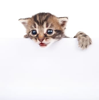 funny little cat  behind white signboard isolated