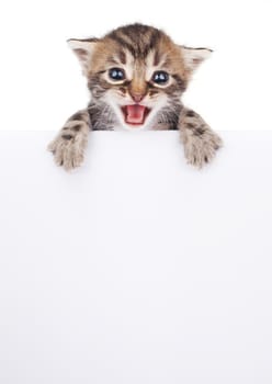 Kitten hanging over blank poster-board, you add the message