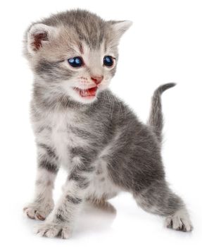 beautiful gray kitten crying on white background