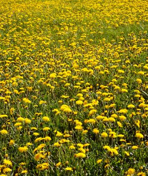 beautiful yellow dandelion field