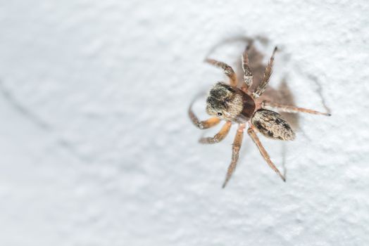 A macro shot of a small jumping spider from Kochi, Japan.