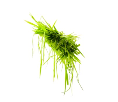 bright green grass on a white background