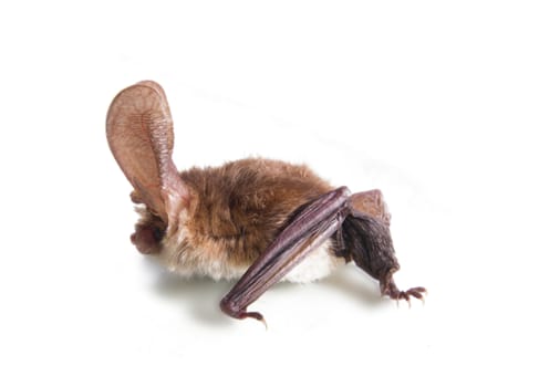 bat close up on a white background