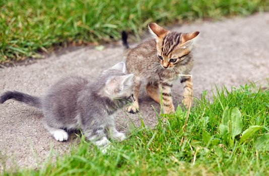 Two kittens  playing