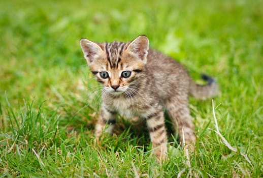 tabby kitten on the green grass