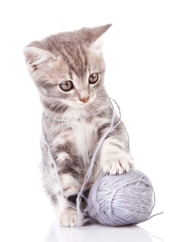 beautiful gray kitten with a ball on a white background