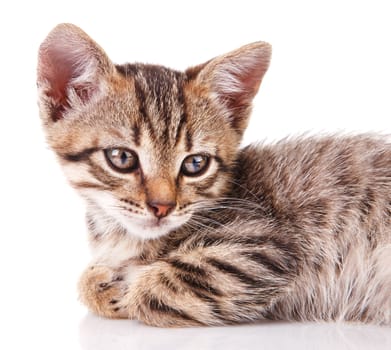 tabby kitten lying on white background