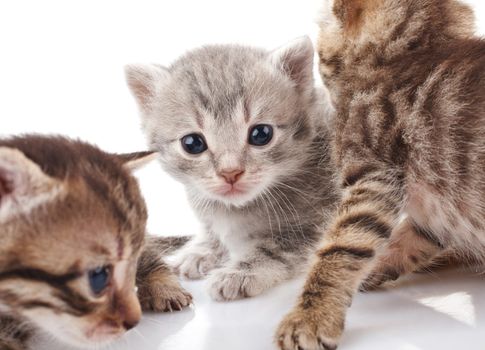 striped kitten on a white background