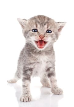 beautiful gray kitten crying on white background