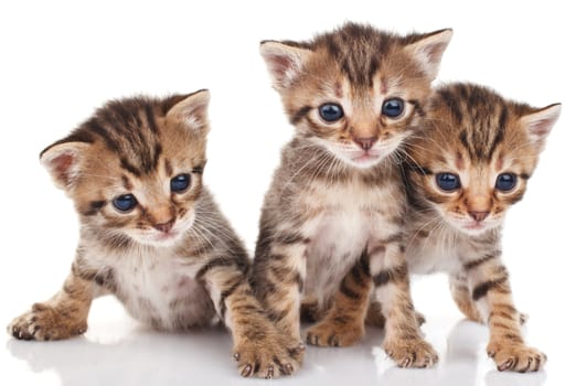 beautiful tabby kittens on a white background