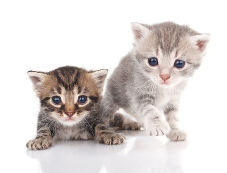 two tabby kittensl on a white background