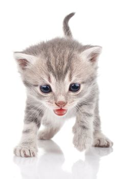 Gray kitten crying on white background