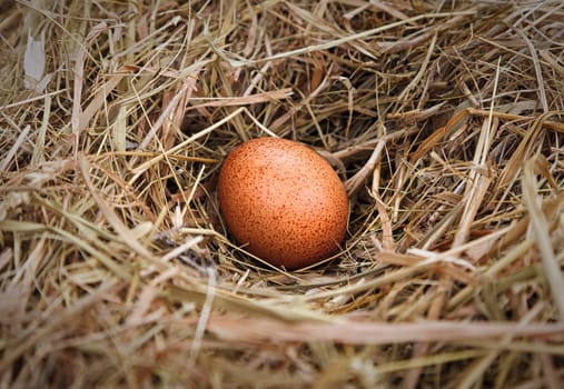 Natural egg in the nest of straw