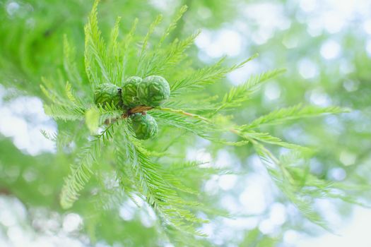 Sunlit pastel cypress tree branch with lush foliage and green cones. Stock photo with selective soft focus blurred bokeh background and shallow DOF.