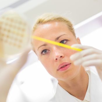 Female life science professional observing cell culture samples on LB agar medium in petri dish.  Scientist grafting bacteria in microbiological analytical laboratory .  Focus on scientist's eye.