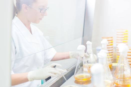 Female scientist researching in laboratory, pipetting cell culture samples on LB agar medium in laminar flow. Life science professional grafting bacteria in Erlenmeyer flask.