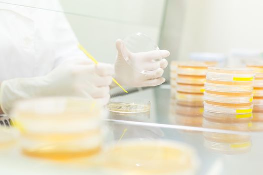 Female life science professional observing cell culture samples on LB agar medium in petri dish.  Scientist grafting bacteria in microbiological analytical laboratory .  