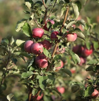 ripe apples on apple tree branch