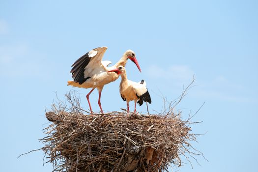 White storks on the nest - Ciconia ciconia