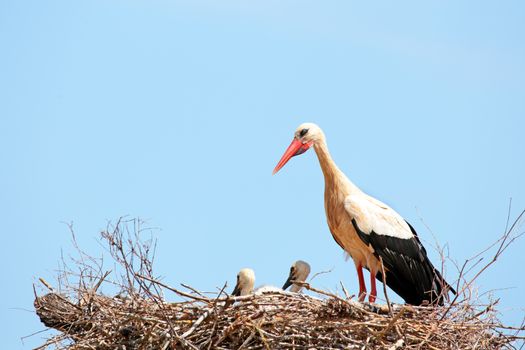 White storks with young baby stork on the nest - Ciconia ciconia