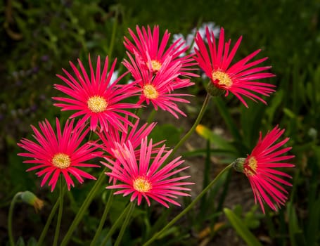 Grouping of vibrant red African Daisies.