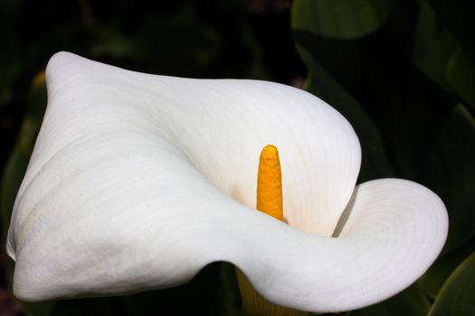 Single Callla Lily flower macro close-up.