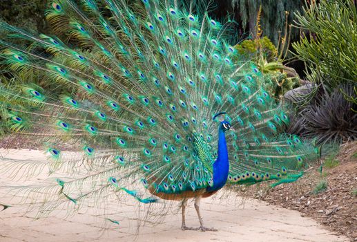 Male Indian Peacock displays its iridescent blue and green plumage.