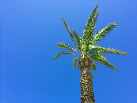 Palm tree on clear blue sky background.