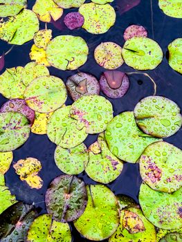 Green in purple water lily leaves in rain drops.