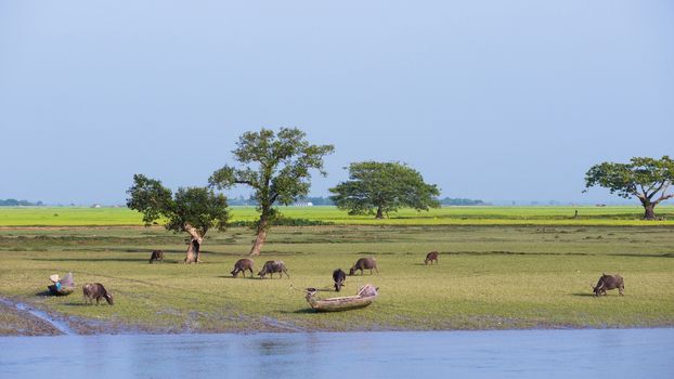Water buffalos grassing along the banks of the Kaladan River in the Rakhine State of Myanmar.