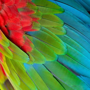 Beautiful nature background texture of Greenwinged Macaw feathers pattern