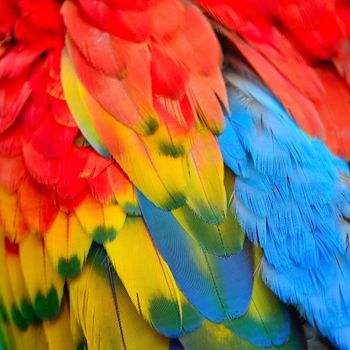 Beautiful nature background texture of Scarlet Macaw feathers pattern