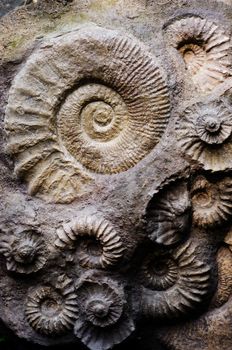 fossil ammonites