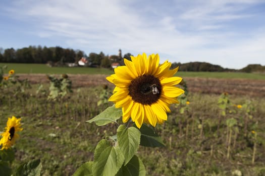 A sunflower on an open field with houses in the background